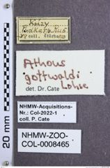 Etikette zu Athous (Orthathous) gottwaldi (Lohse, 1978) (NHMW-ZOO-COL-0008465)